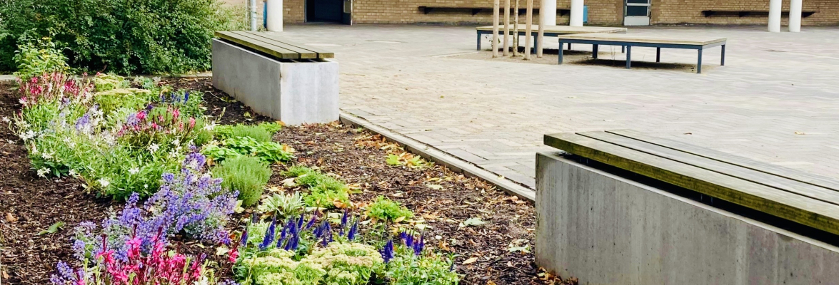 Insektenfreundlichen Stauden und Biodiversität auf dem Schulhof